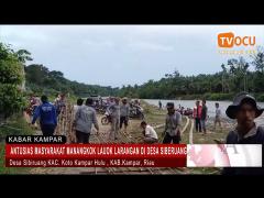 ANTUSIAS MASYARAKAT MANANGKOK LAUOK LARANGAN DI DESA SIBERUANG